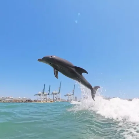 Miami Dolphin tour, find the wild Dolphins (4 hours)
