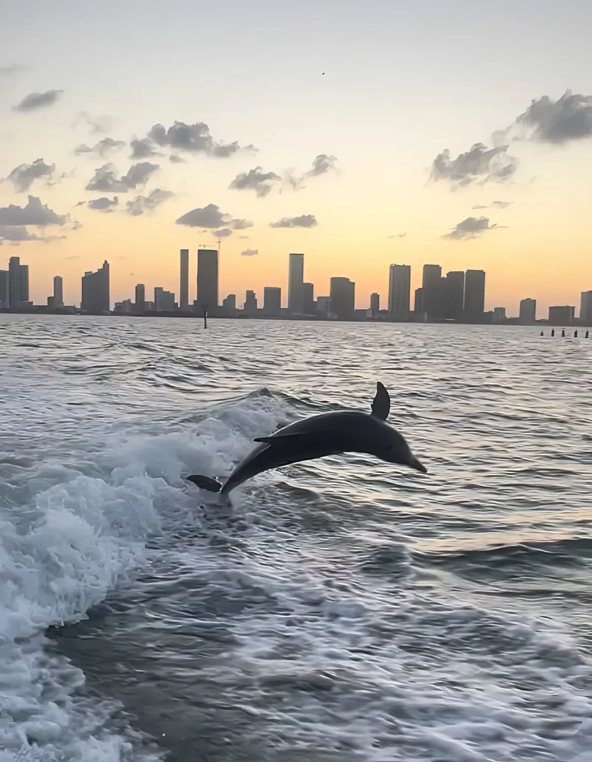 Find Miami’s wild Dolphins (4h)
