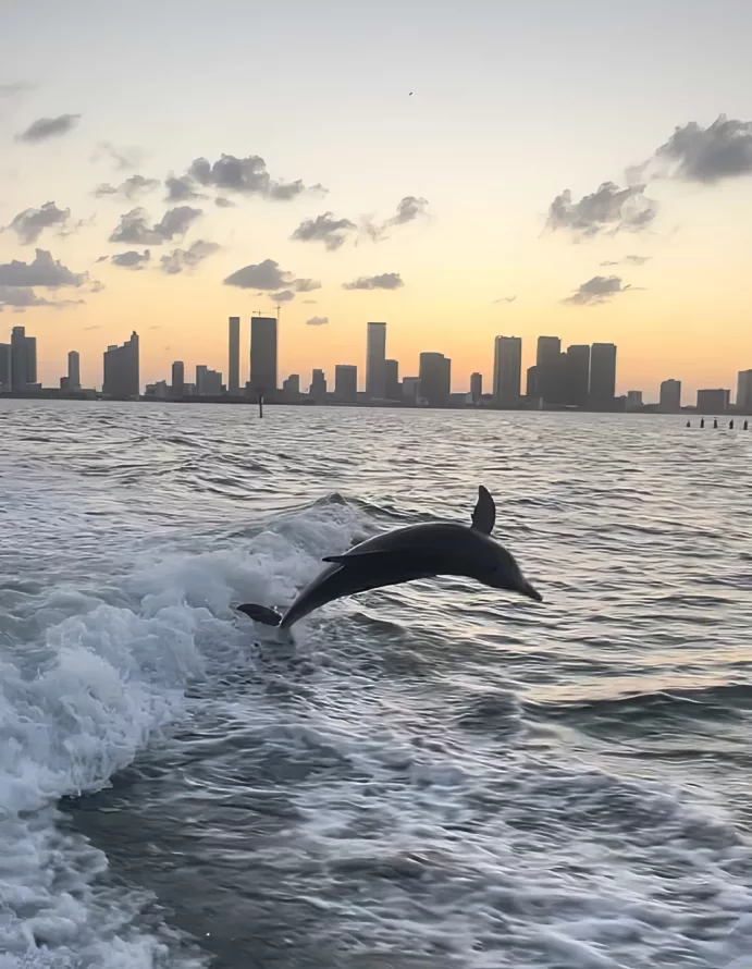 Find Miami’s wild Dolphins (4h)