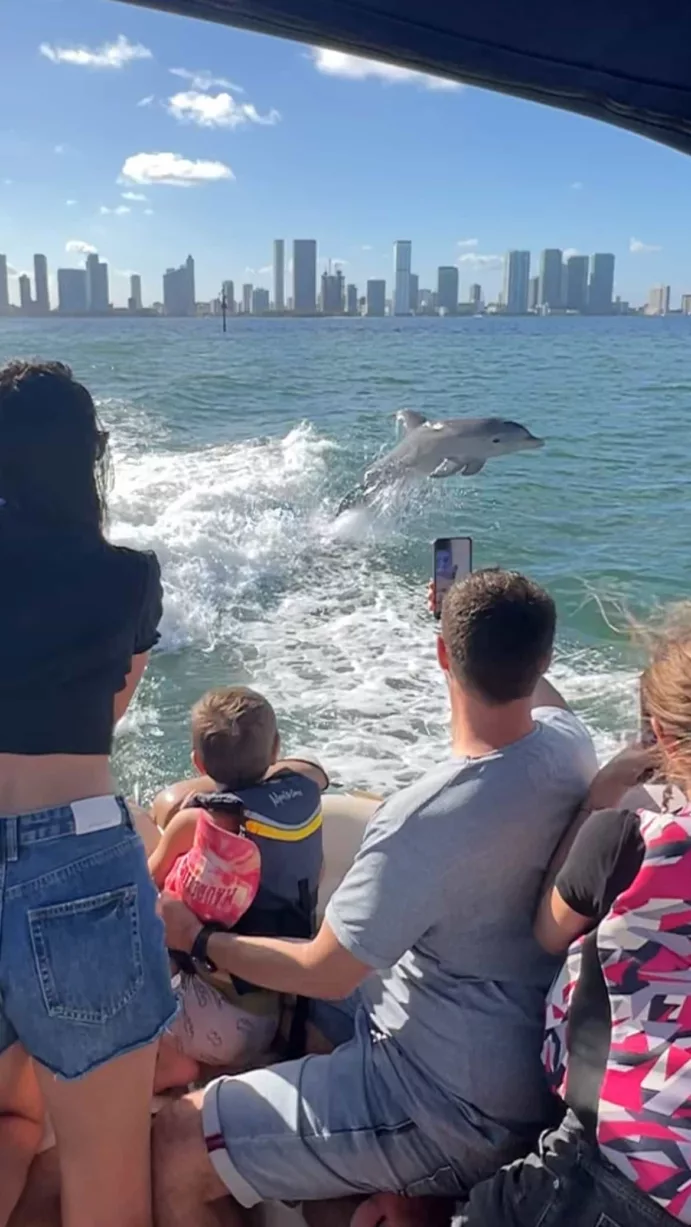 Find Miami’s wild Dolphins (4h) - Image 2
