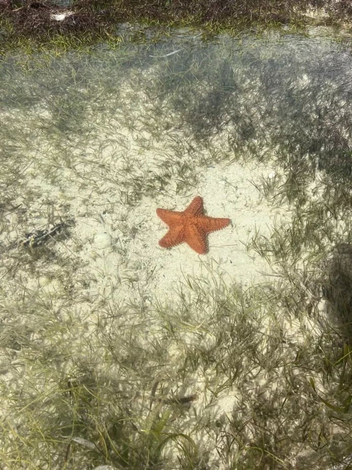 Key Biscayne, Stiltsville, Soldier Key (½ Day) - Image 9
