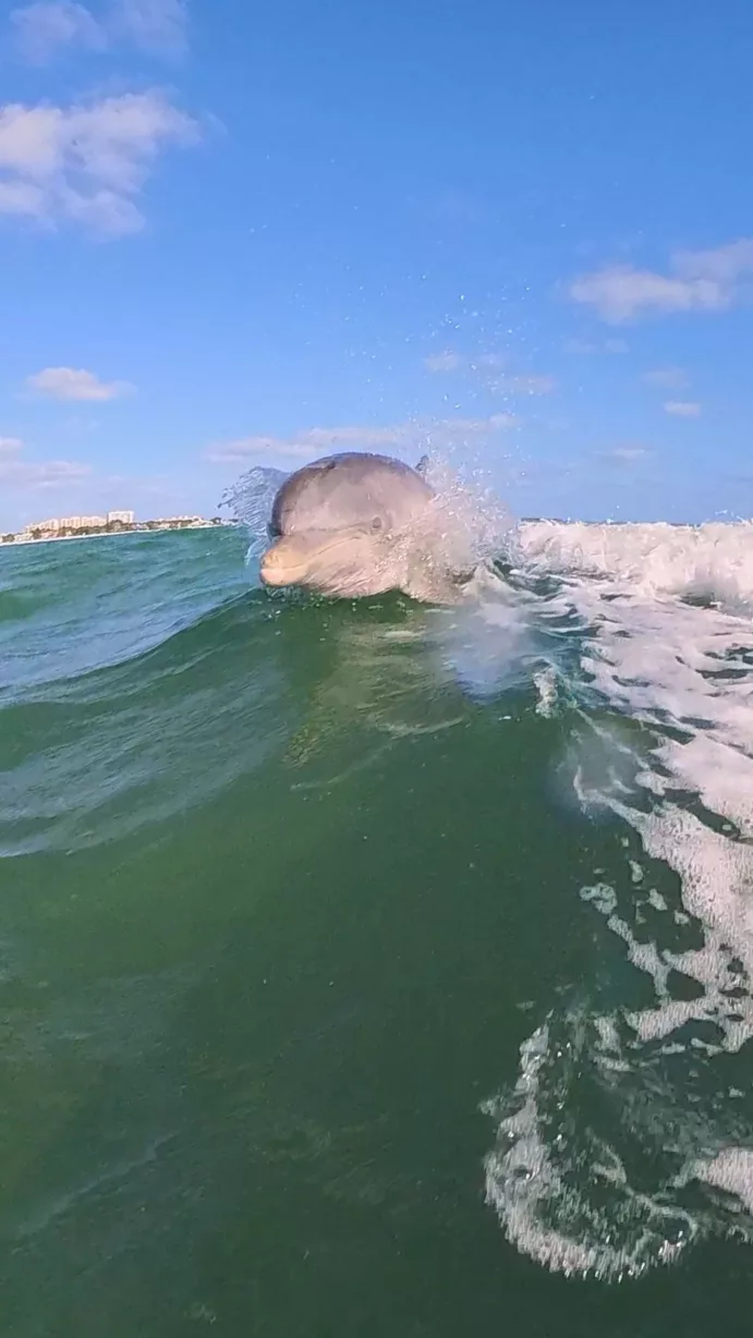 Find Miami’s wild Dolphins (4h) - Image 6