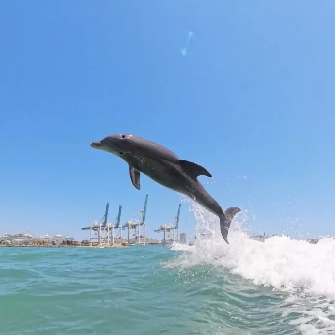 Miami Dolphin tour, find the wild Dolphins (4 hours)