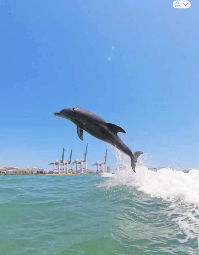 Miami Dolphin tour, find the wild Dolphins (4 hours)