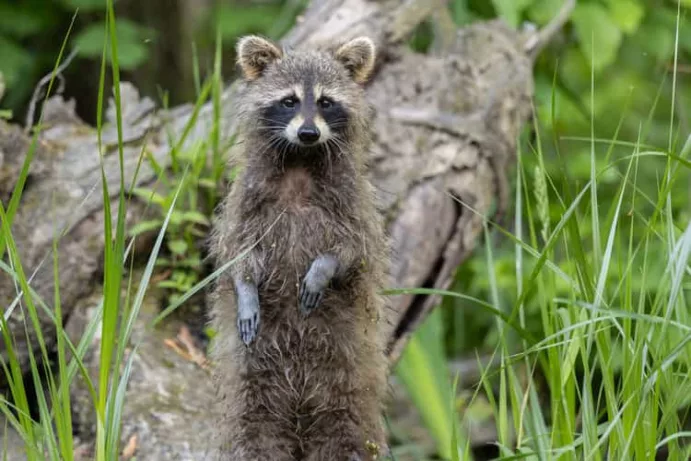 Explore Raccoon island - Image 4