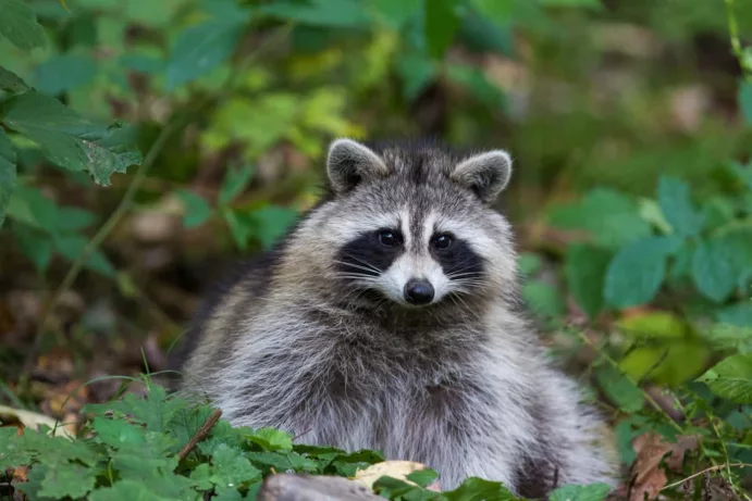 Explore Raccoon island - Image 2