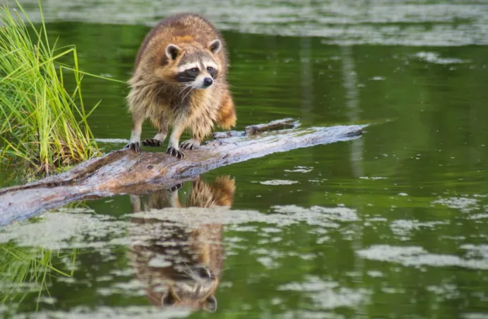 Explore Raccoon island