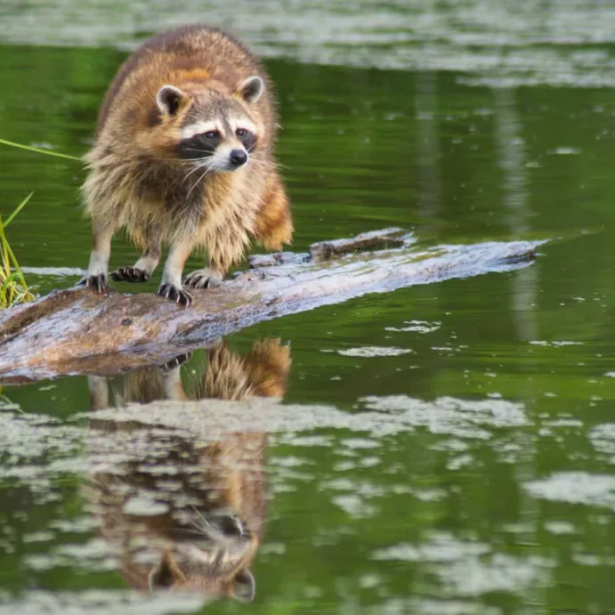 Explore Raccoon island
